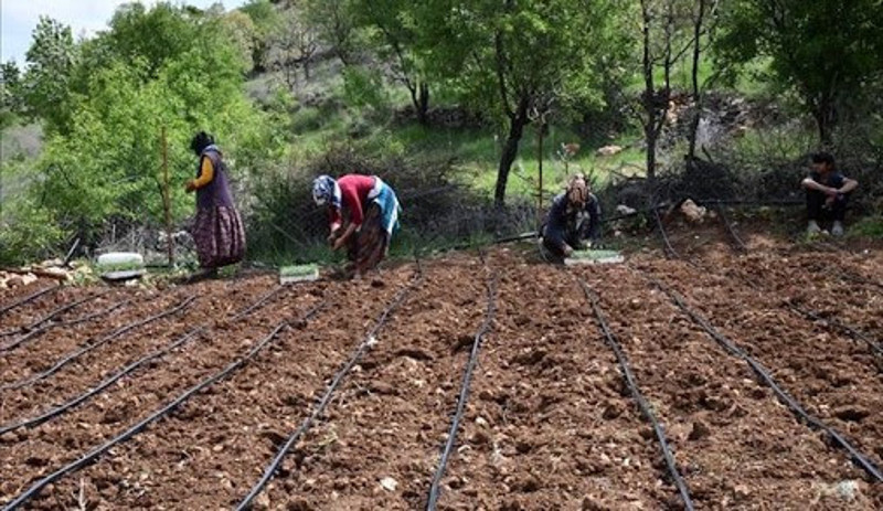 Tarımla geçinen Mardin'de 50'den fazla köyün elektriği kesildi, binlerce dönüm arazi zarar gördü - Resim : 2
