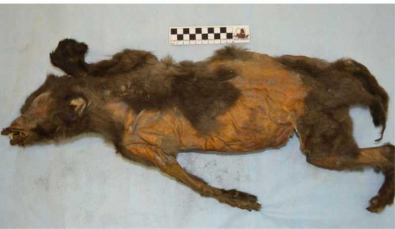 14 bin yıllık yavru köpek, dünyada kalan son tüylü gergedanı yemiş olabilir - Resim : 1