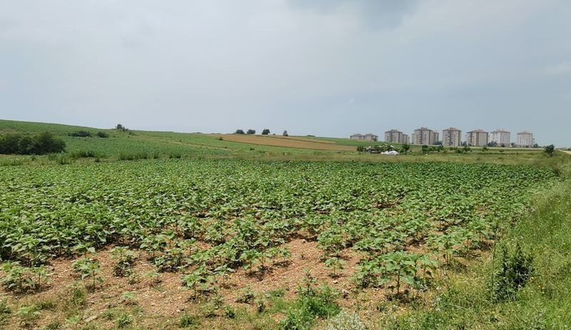 Tarlasına izinsiz ekim yapan kişiyi tabelayla arıyor: Ara yoksa sürecem - Resim : 1