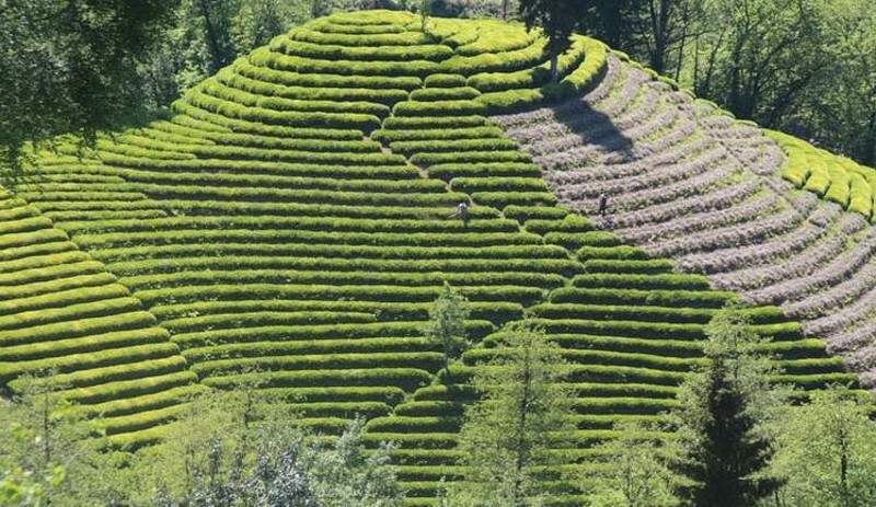 Rize'de 'çay göçü': Kentin nüfusu 4'e katlandı - Resim : 1
