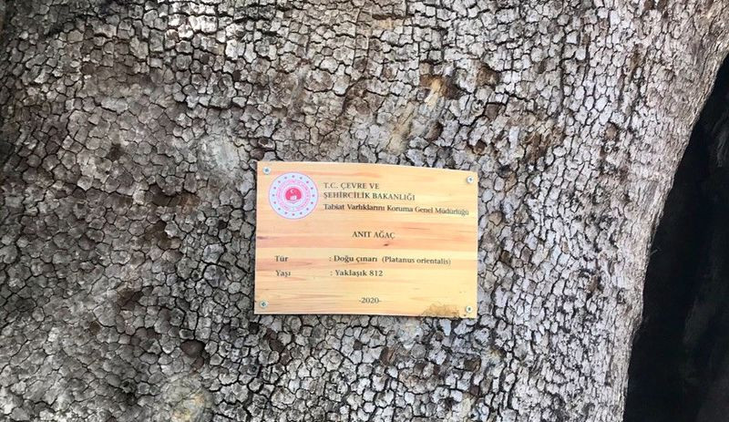 812 yaşındaki çınarın çevresindeki beton yapılara yıkım kararı - Resim : 2