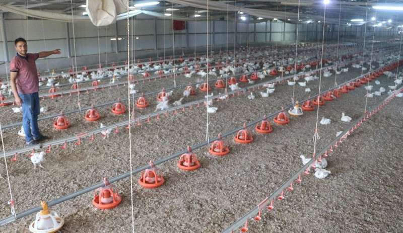 Elektrik kesintileri havasız kalan 35 bin tavuğun ölmesine neden oldu - Resim : 1