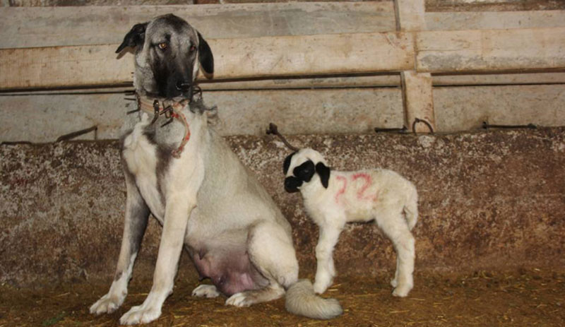 Kangal çoban köpeği, yenidoğan kuzuyu yavrularıyla beraber emziriyor - Resim : 1