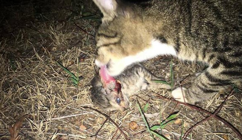 Antalya'da kedi ve köpek katiamı - Resim : 1