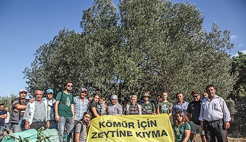 Zeytinlikleri yağmalama serbestisi - Resim : 1