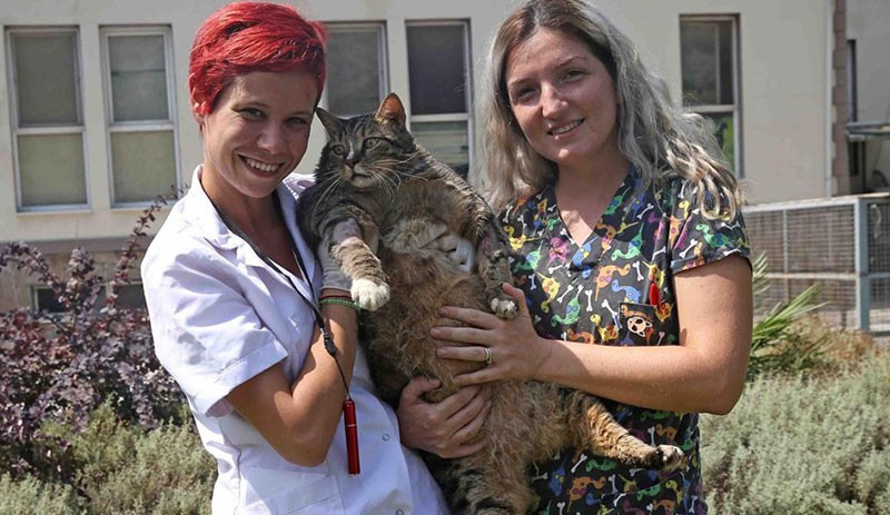 Obez kedi 'Taci' diyete başladı - Resim : 1