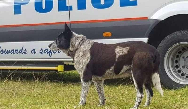 Sahibini korudu 'fahri polis köpeği' oldu - Resim : 1