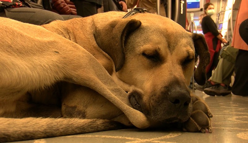 İstanbul'da toplu taşımayla dolaşan köpek 'Boji': Bir günde 29 durak gezdi - Resim : 1