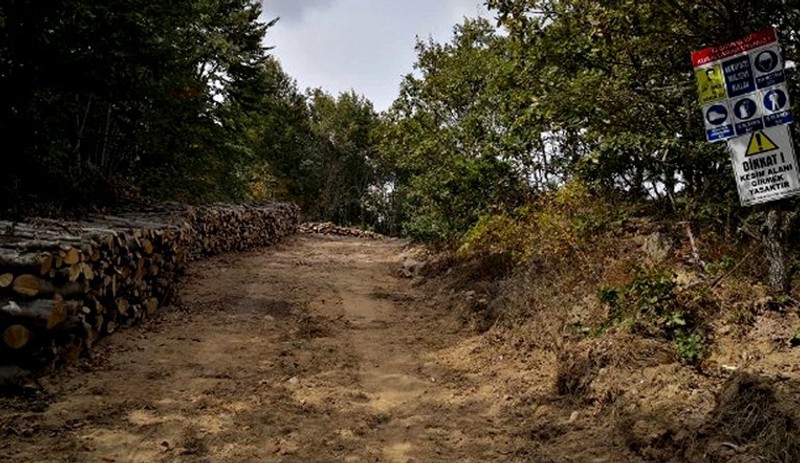 Sokağa çıkma yasağında binlerce ağacı kestiler - Resim : 3