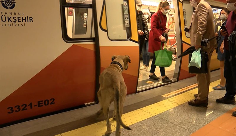 İstanbul'da toplu taşımayla dolaşan köpek 'Boji': Bir günde 29 durak gezdi - Resim : 2