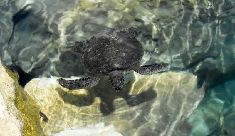 Caretta carettaların 'Coronavirus' özgürlüğü - Resim : 2