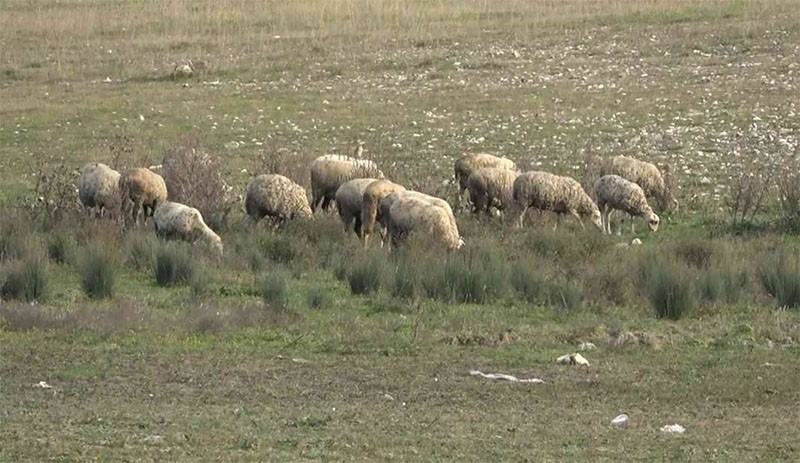 İstanbul'un su kaynağı dereye döndü - Resim : 3