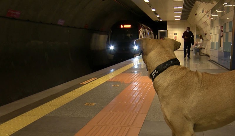 İstanbul'da toplu taşımayla dolaşan köpek 'Boji': Bir günde 29 durak gezdi - Resim : 3