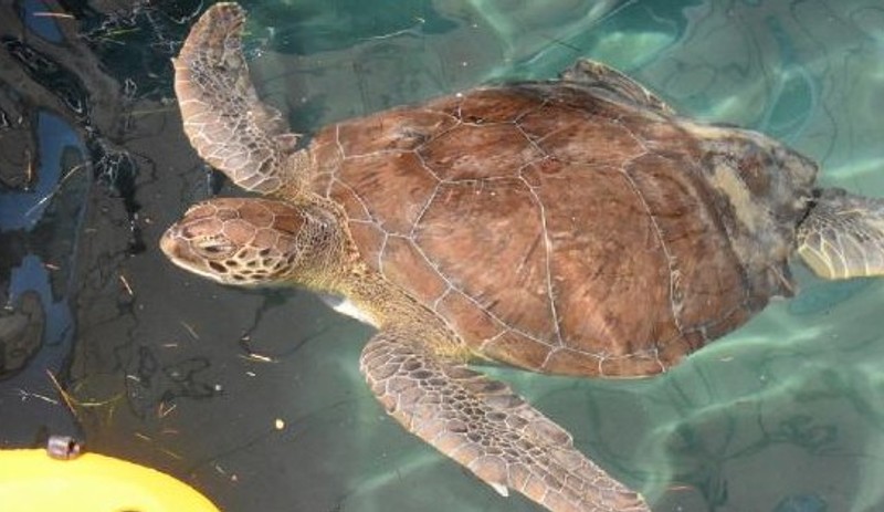 Caretta carettaların 'Coronavirus' özgürlüğü - Resim : 1