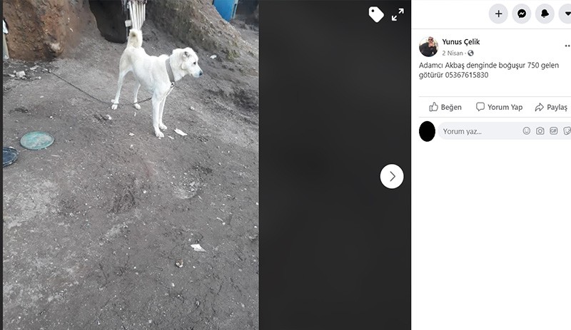 Köpeğe eziyet: 1 tonluk aracı çektirdi - Resim : 1