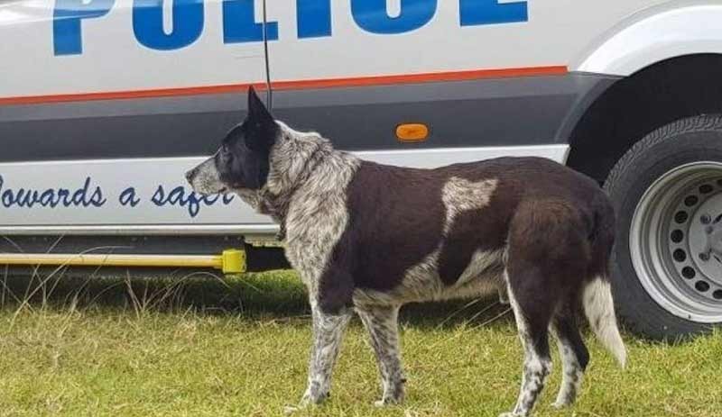 Sahibini korudu 'fahri polis köpeği' oldu - Resim : 1