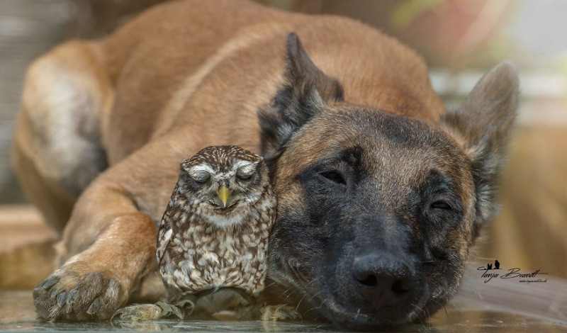 İngo isimli köpek ve can dostu Poldi - Resim: 6