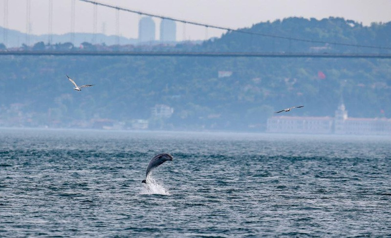 Yunuslar boğazda şov yaptı - Resim: 9
