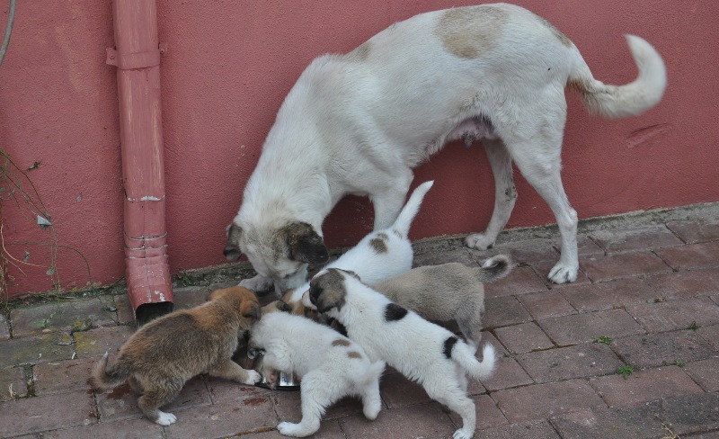 Anne köpek, yavru kedinin süt annesi oldu - Resim: 5