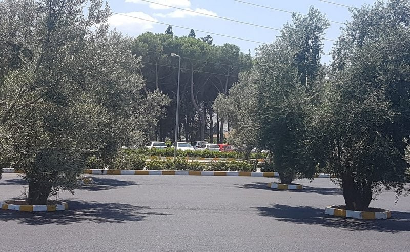 Üniversitenin zeytinliğine asfalt döküldü - Resim : 1