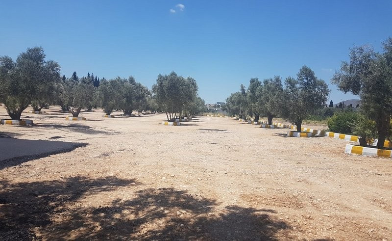 Üniversitenin zeytinliğine asfalt döküldü - Resim : 2