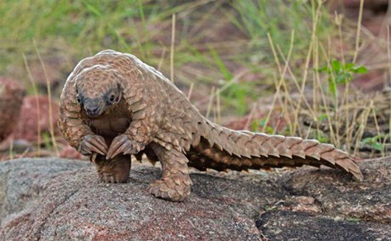 En çok yasa dışı ticareti yapılan hayvan: Pangolin - Resim: 3