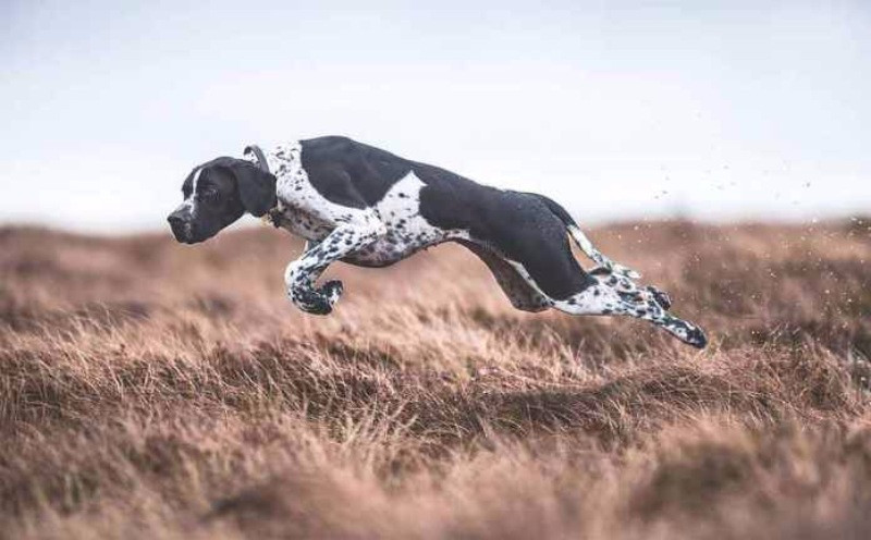Yılın köpek fotoğrafçılığı yarışması sonuçlandı - Resim: 13
