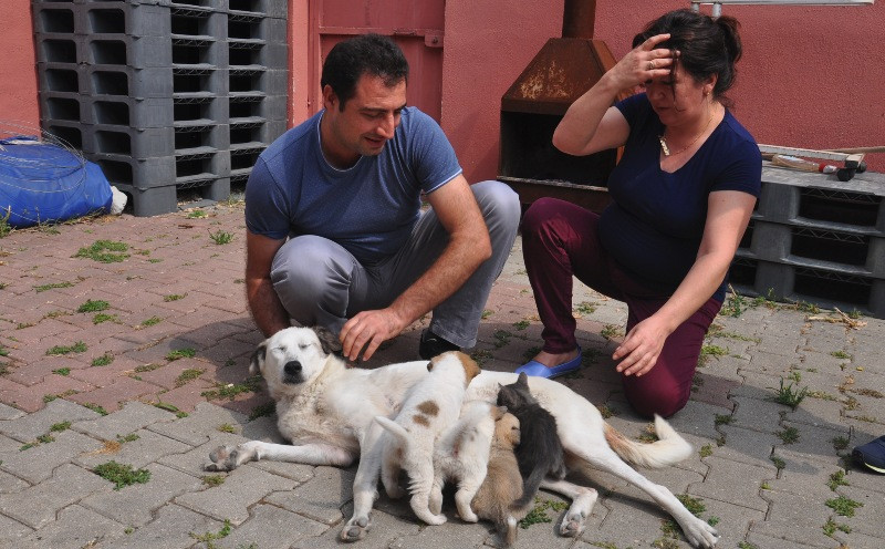 Anne köpek, yavru kedinin süt annesi oldu - Resim: 1