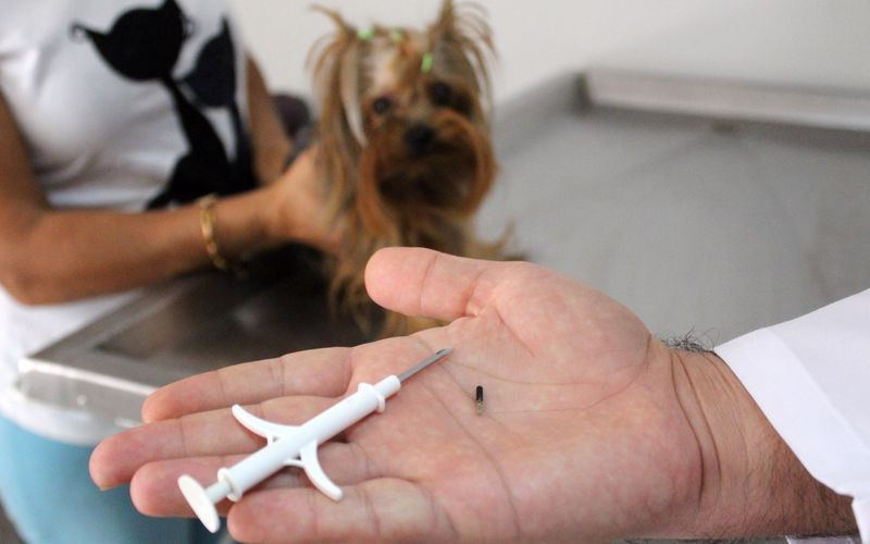 Köpeklere 2021, kedilere 2022 sonuna kadar çip takılacak - Resim : 1
