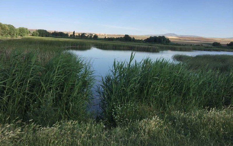 Bir zamanlar içinde yüzülen Pınarbaşı akarsuyu tamamen kurudu, birçok canlı öldü - Resim : 1