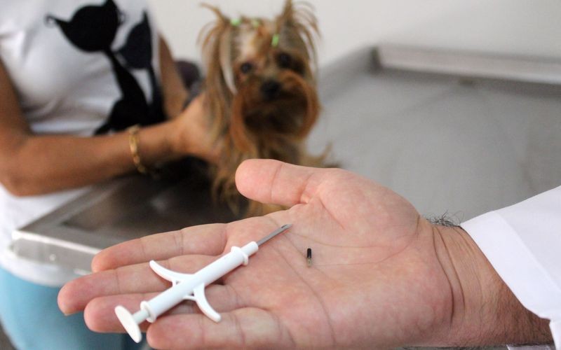 Köpeklere 2021, kedilere 2022 sonuna kadar çip takılacak - Resim : 1