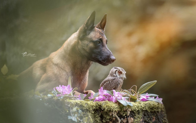 İngo isimli köpek ve can dostu Poldi - Resim: 8