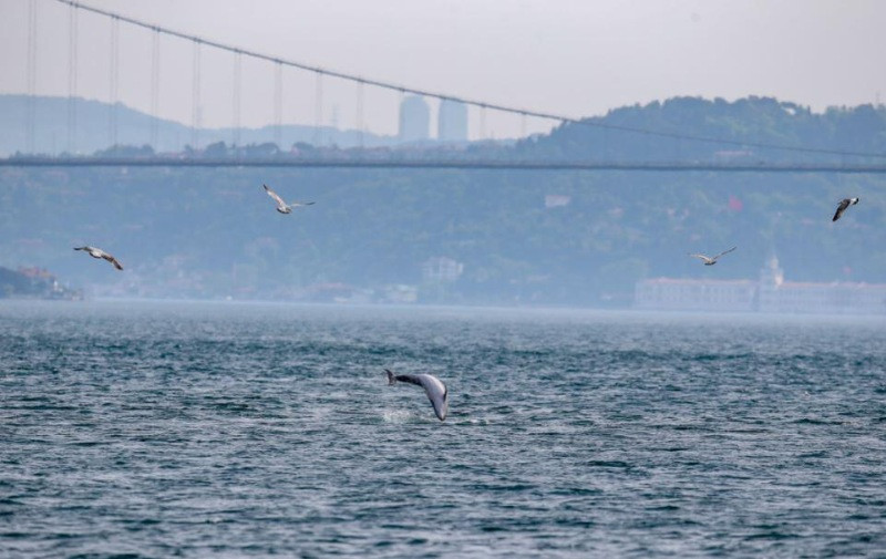 Yunuslar boğazda şov yaptı - Resim: 4