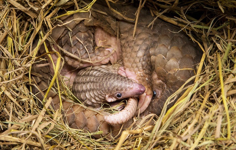 En çok yasa dışı ticareti yapılan hayvan: Pangolin - Resim: 8