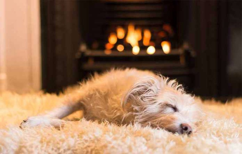 Yılın köpek fotoğrafçılığı yarışması sonuçlandı - Resim: 10