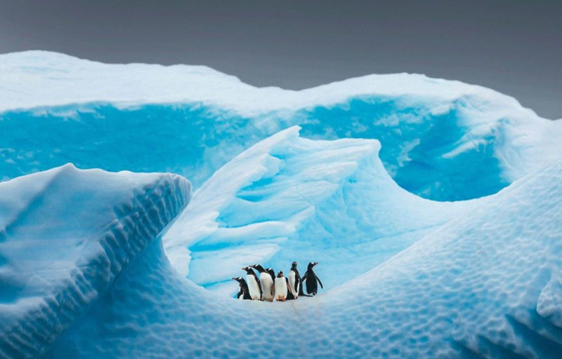 2020 BigPicture Doğa Fotoğrafı Yarışması'nın kazananları belli oldu - Resim: 24
