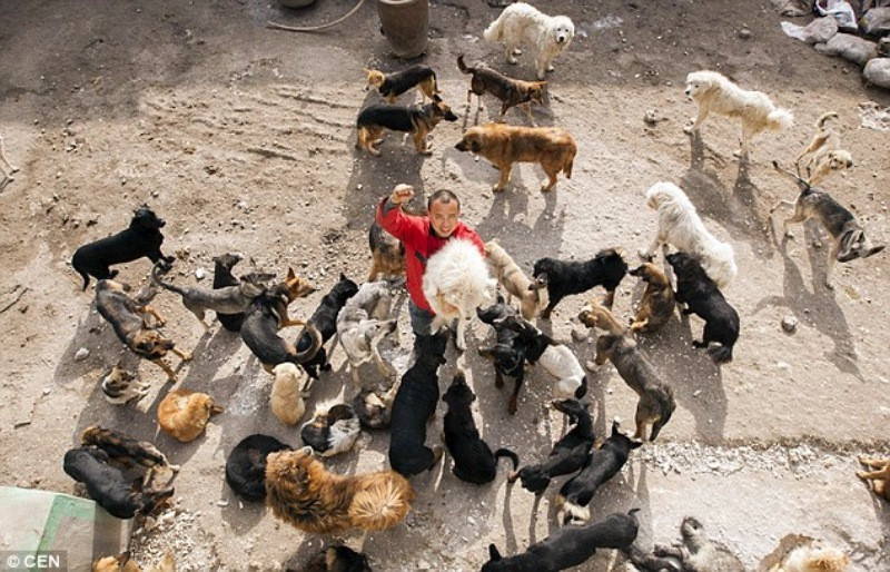 Çinli milyoner sokak köpeklerini kurtarıyor - Resim: 4