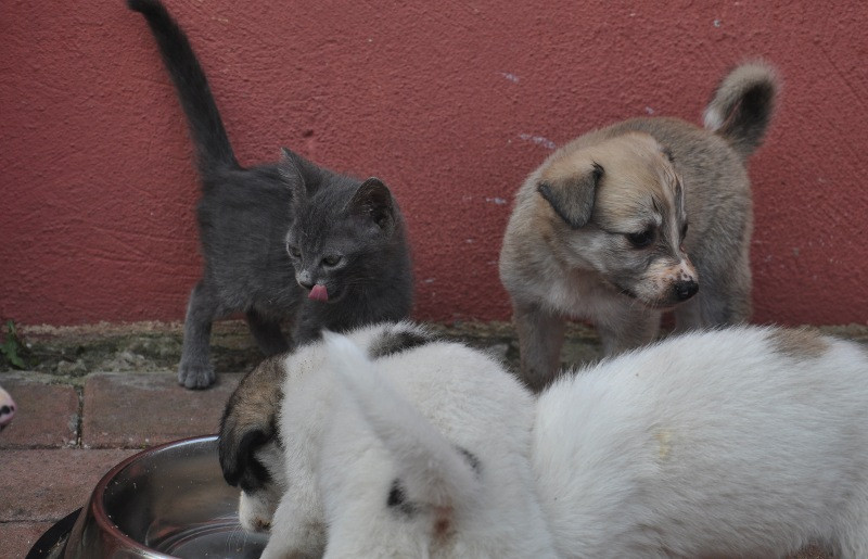 Anne köpek, yavru kedinin süt annesi oldu - Resim: 3