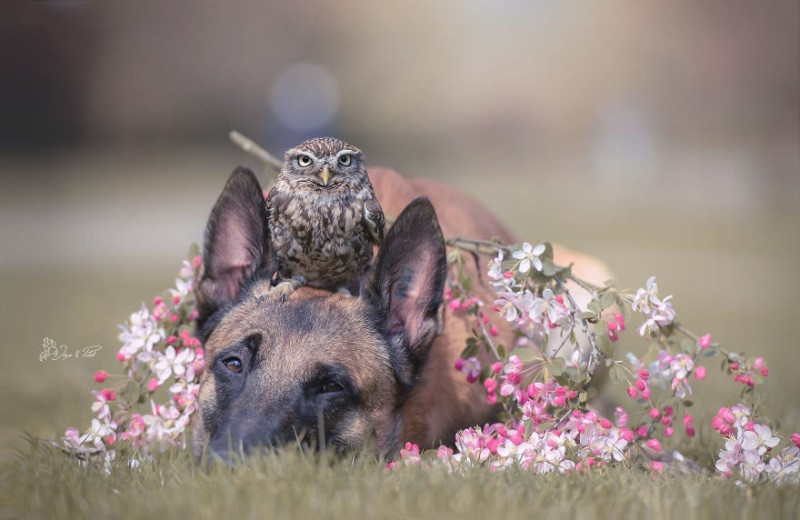 İngo isimli köpek ve can dostu Poldi - Resim: 12
