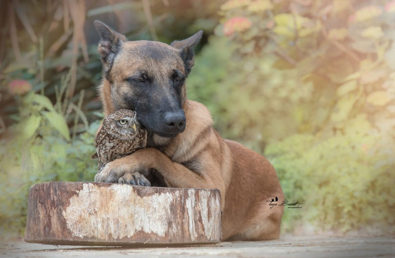 İngo isimli köpek ve can dostu Poldi - Resim: 19