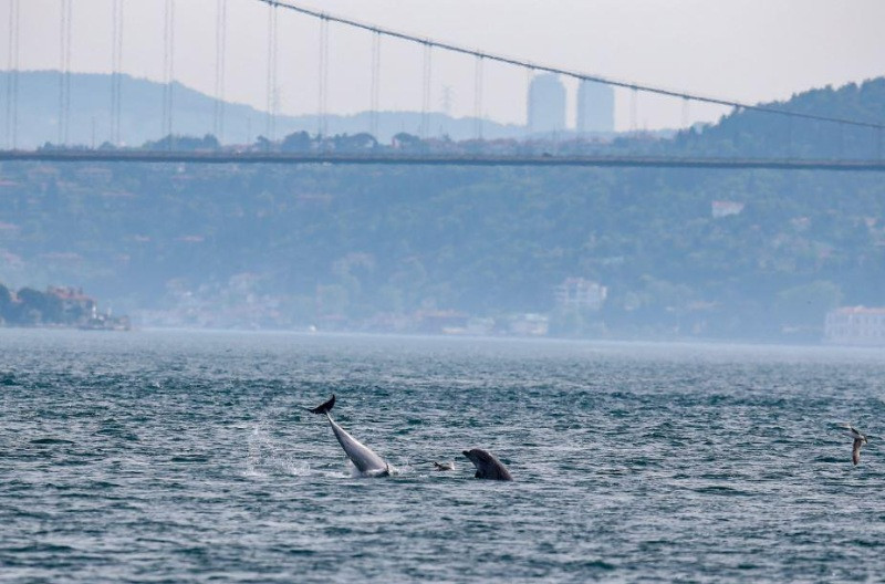 Yunuslar boğazda şov yaptı - Resim: 6