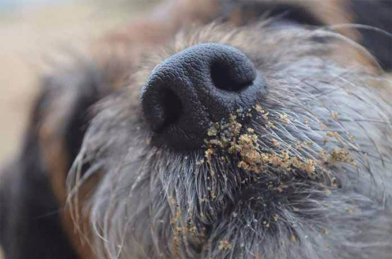 Yılın köpek fotoğrafçılığı yarışması sonuçlandı - Resim: 18