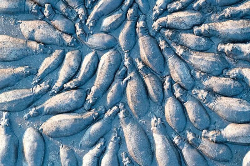 2020 BigPicture Doğa Fotoğrafı Yarışması'nın kazananları belli oldu - Resim: 21