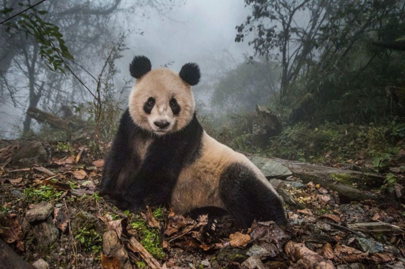 2020 BigPicture Doğa Fotoğrafı Yarışması'nın kazananları belli oldu - Resim: 13