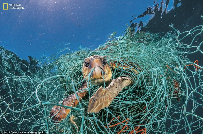 Plastiğin doğayı tahrip eden etkisi - Resim: 6