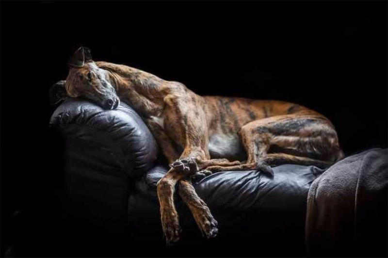 Yılın köpek fotoğrafçılığı yarışması sonuçlandı - Resim: 6