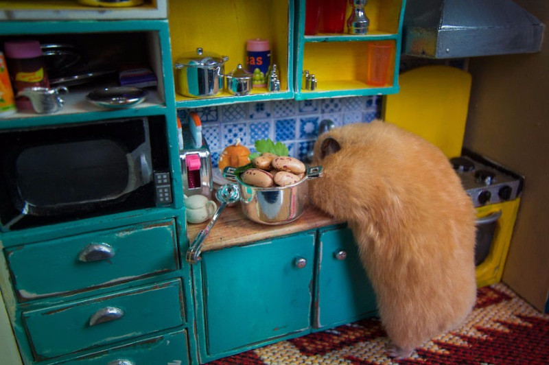 Hamster dünyasına hoş geldiniz - Resim: 2