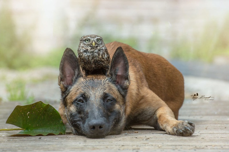 İngo isimli köpek ve can dostu Poldi - Resim: 15