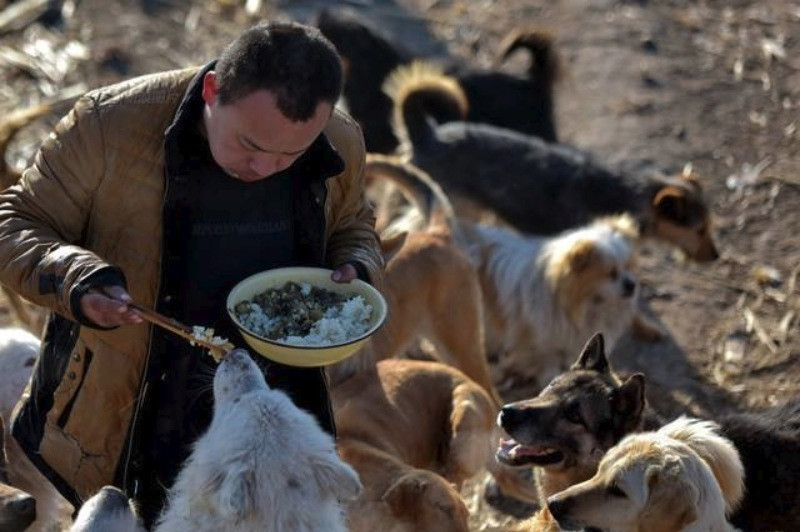 Çinli milyoner sokak köpeklerini kurtarıyor - Resim: 3