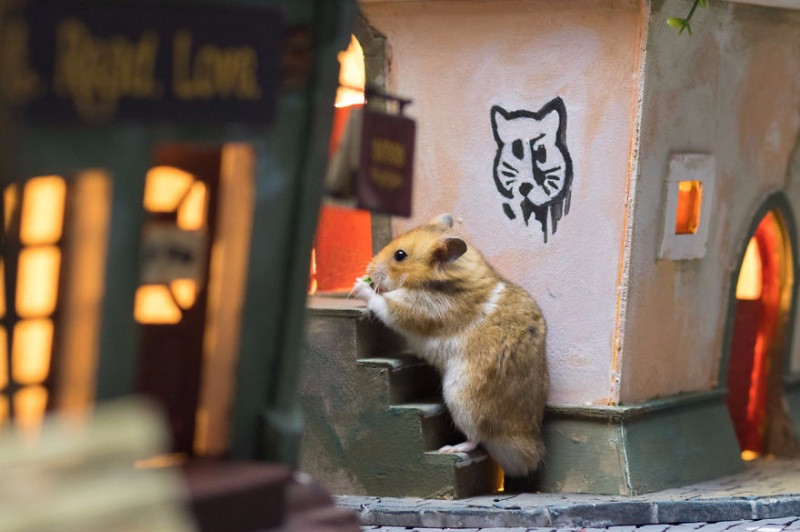 Hamster dünyasına hoş geldiniz - Resim: 13